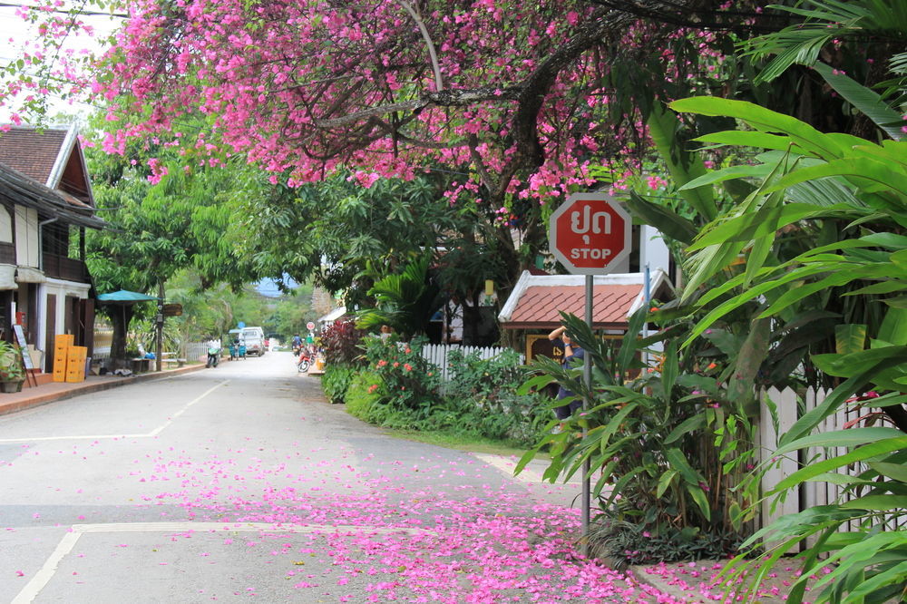 Wisdom laos hotel Luang Prabang Exterior foto